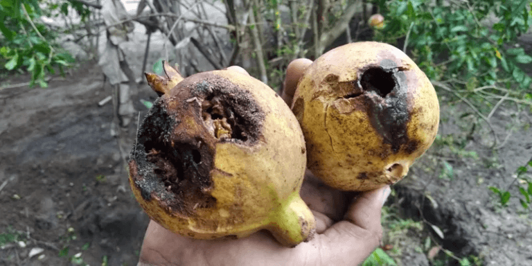 VIGILÂNCIA POPULAR EXPÕE CONTAMINAÇÃO POR AGROTÓXICOS NO CERRADO