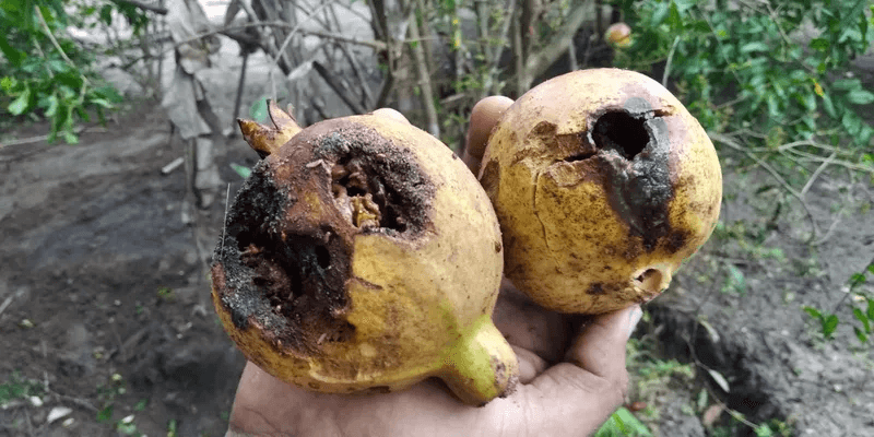 HOME 2 VIGILÂNCIA POPULAR EXPÕE CONTAMINAÇÃO POR AGROTÓXICOS NO CERRADO