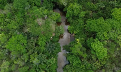 ÁRVORES: O VERDE QUE FAZ CHOVER 1 dji 0259 0