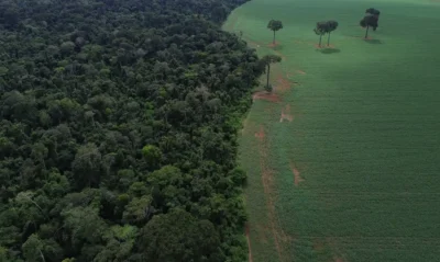 ÁRVORES: O VERDE QUE FAZ CHOVER 2 dji 0739