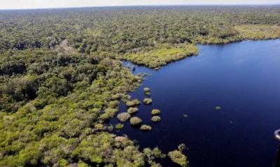 ÁRVORES: O VERDE QUE FAZ CHOVER 3 pzzb8315 0