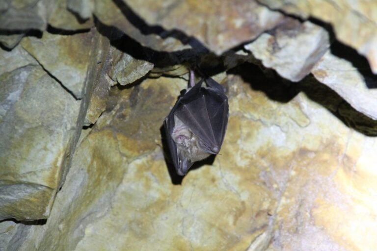 MORCEGOS: A NATUREZA NO SILÊNCIO DA NOITE