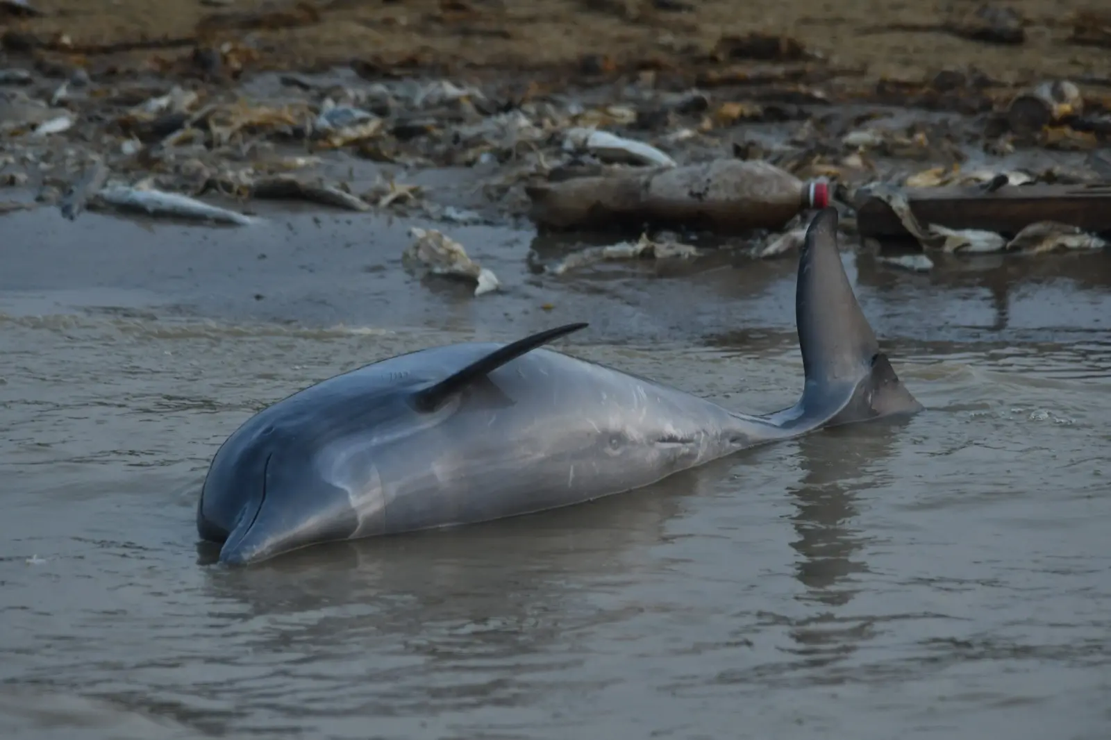COMO O AQUECIMENTO GLOBAL AFETA OS ANIMAIS? 1 WhatsApp Image 2023 10 01 at 15.00.48.jpeg